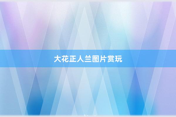 大花正人兰图片赏玩